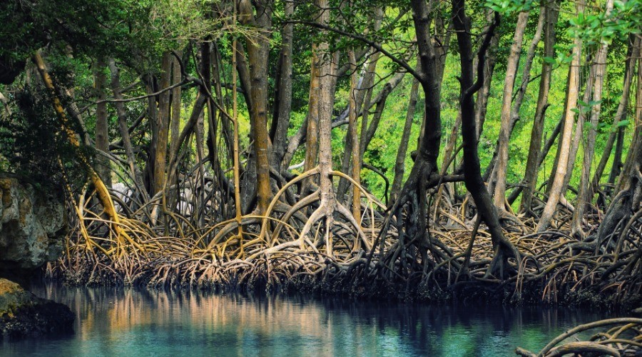 Mumbai’s mangroves are truly special