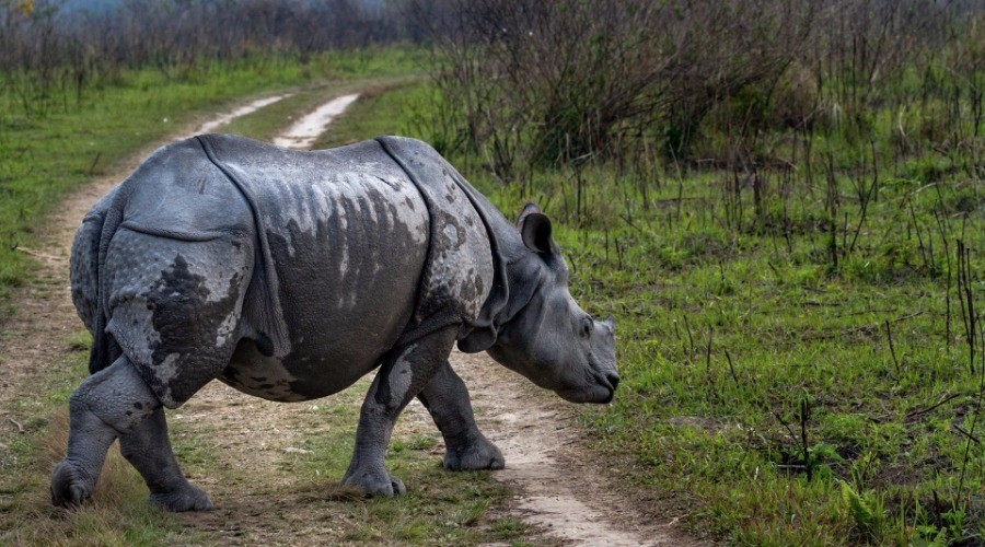 Manas National Park