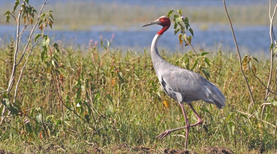 Saving The Sarus Crane