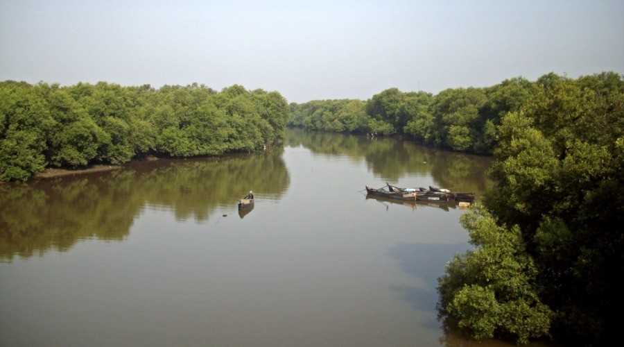 For Flood’s Sake, Save Our Mangroves