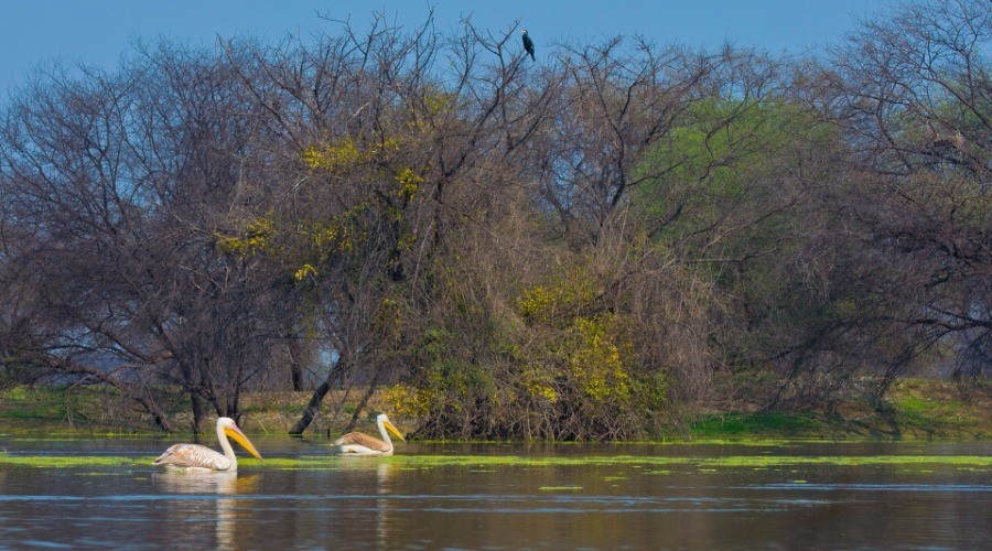 Keoladeo Ghana National Park