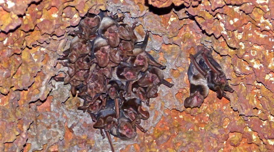 The Bat That Saved A Forest