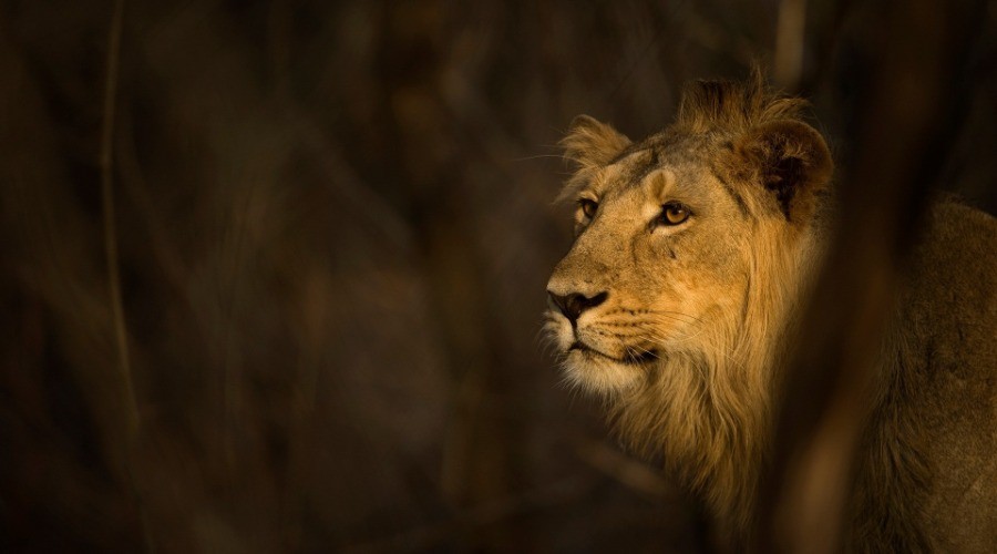Who Is King?