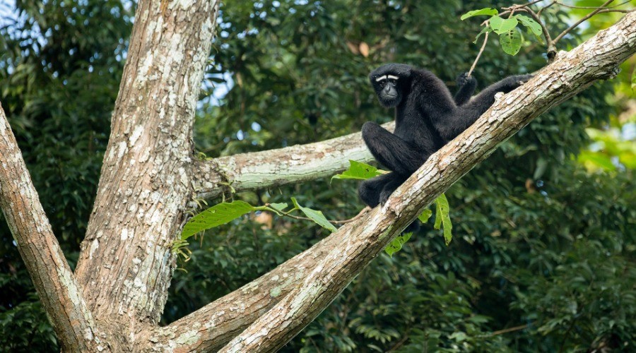 Hoollongapar Gibbon Sanctuary