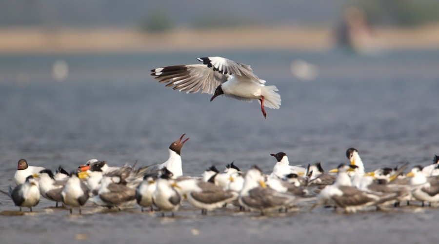Migration Watch