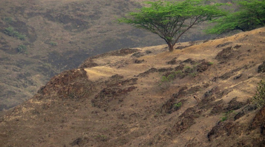 Camouflage Challenge: Now You See Me...