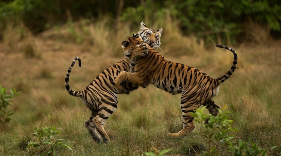 In Photos: A Decade With Tigers