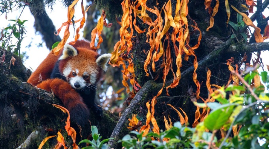 Red Panda: The Firefox Of Our Forests