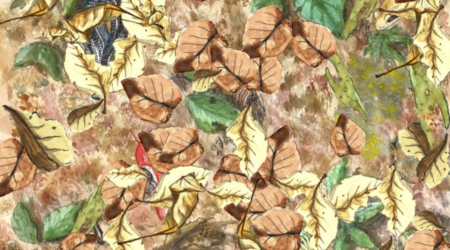 Secrets Of The Forest Floor