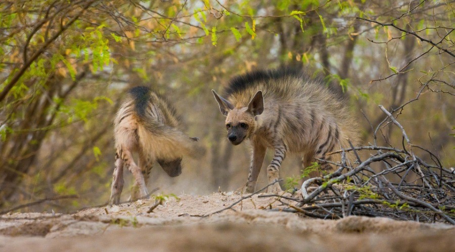 Wild Hairstyles