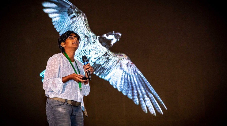 Jainy Kuriakose: The Avian Nightriders