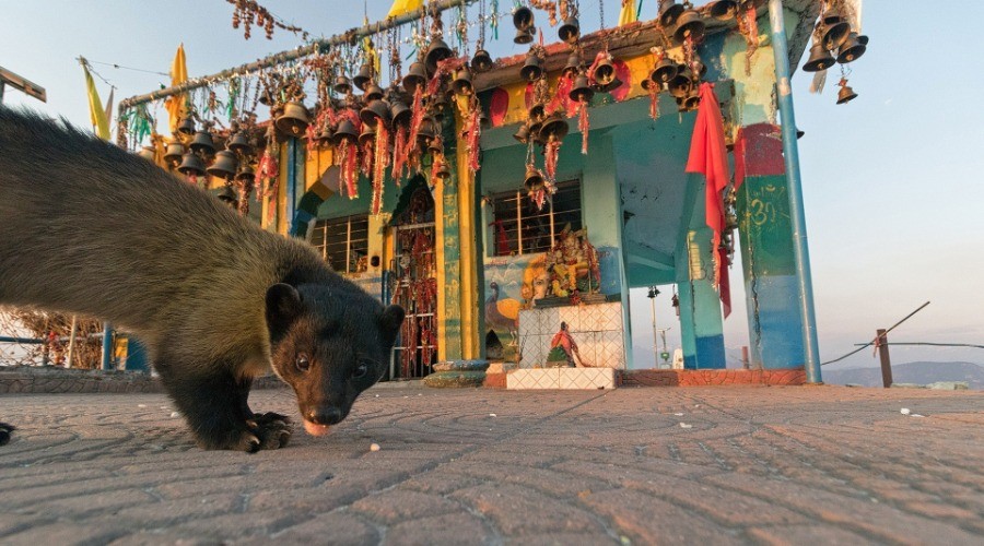 The Yellow-Throated Martens Of Kartikeya