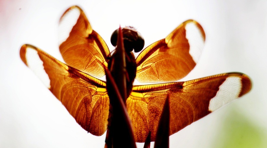 Macro