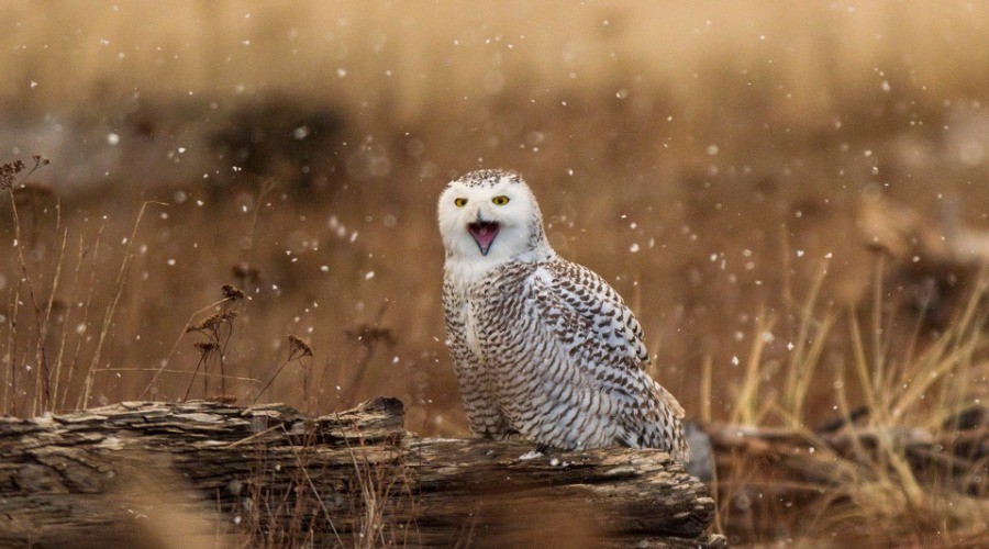 Winter Is Coming