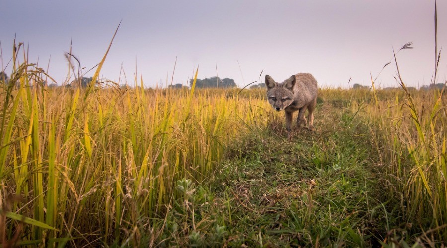 Grasslands