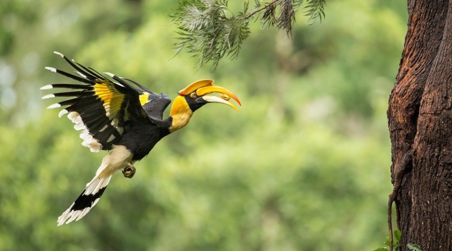 Great Hornbill: Changing Habits And Habitats