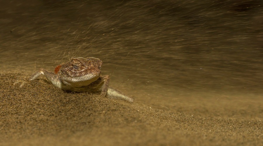 Desert