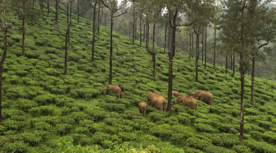 Why Should Your Brew Be Elephant-Friendly?