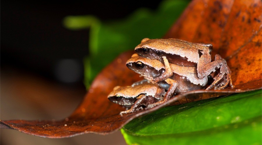 New frog species discovered from a roadside puddle in the Western Ghats