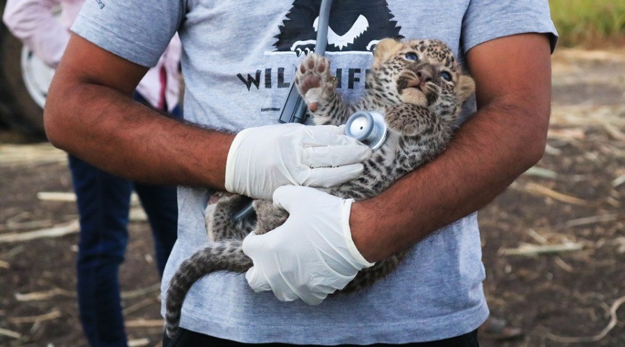 Lost leopard cub reunites with the mother with help from local NGO