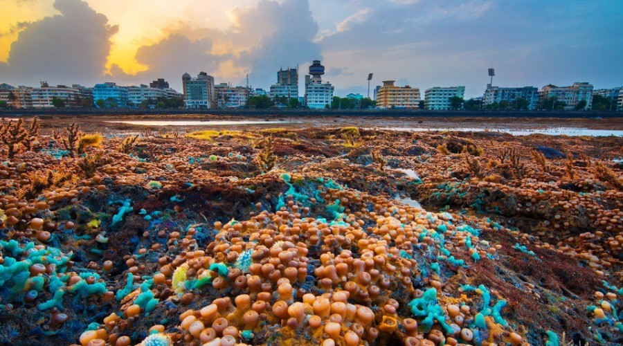 The Fight For Mumbai’s Coastline