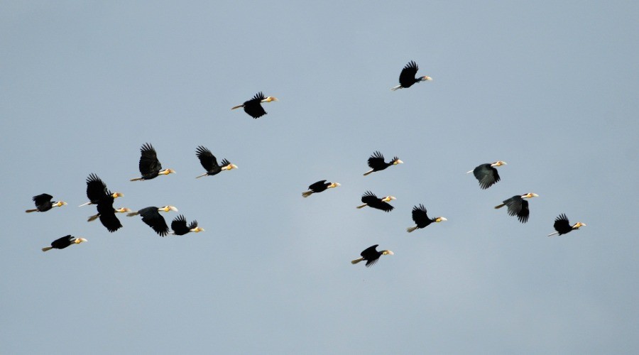 Can Hornbills Save Our Forests?
