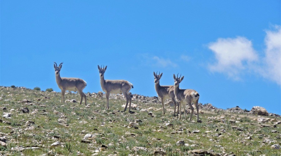 The Curious Case Of India's Tibetan Gazelle Population