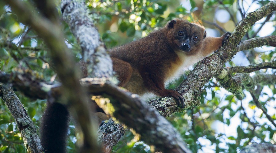 The Language Of Fruits And Lemurs