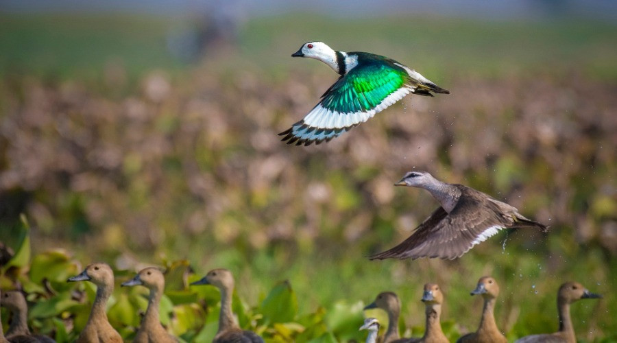 Photographing The Birds Of India's Wetlands