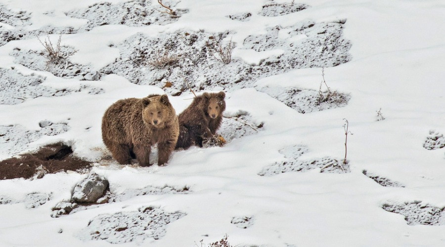 The Brown Bears Of Kargil