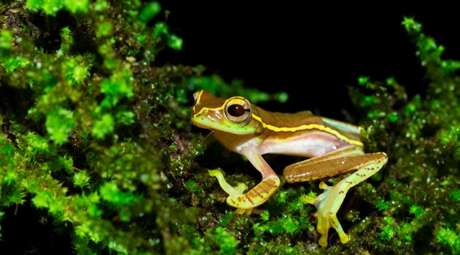 Combing For Frogs In Coorg