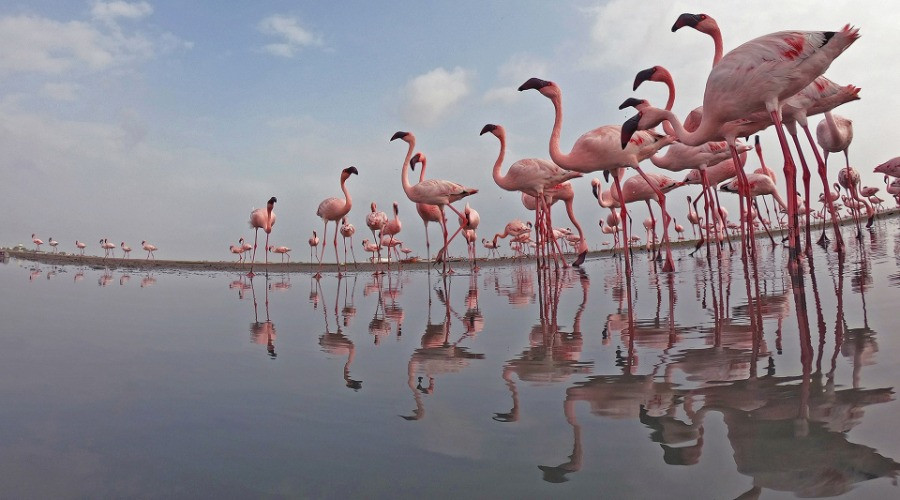 The Wetlands Of Gujarat