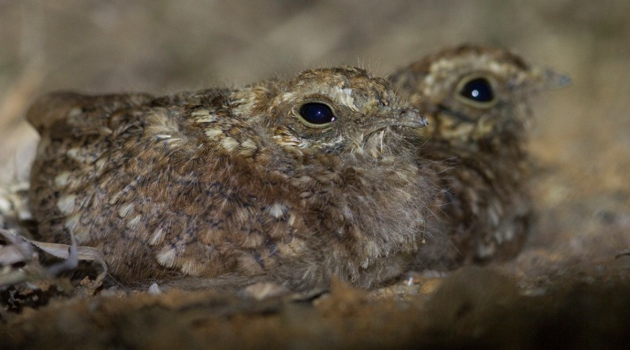 A Peek Into The Stealthy World Of Nightjars
