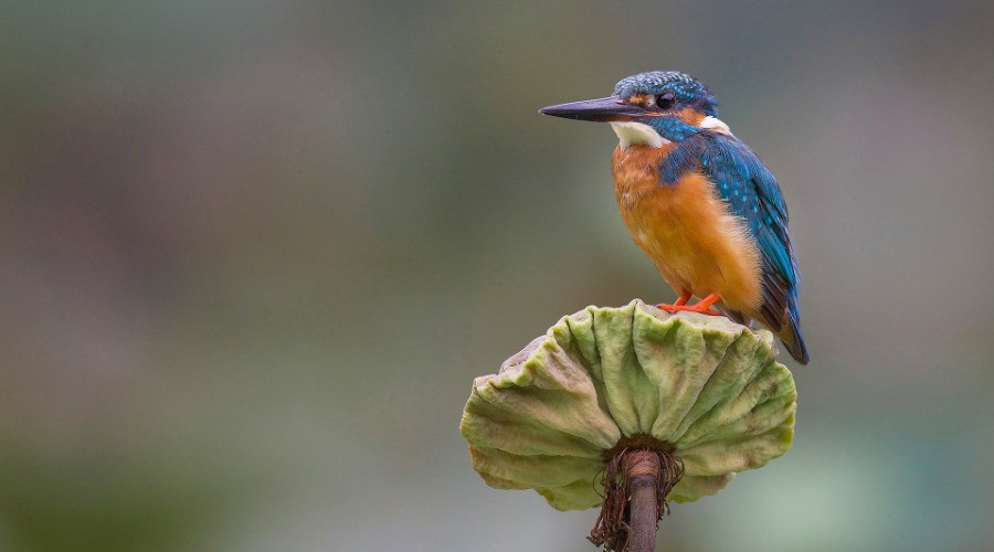 The Kingfishers Of India