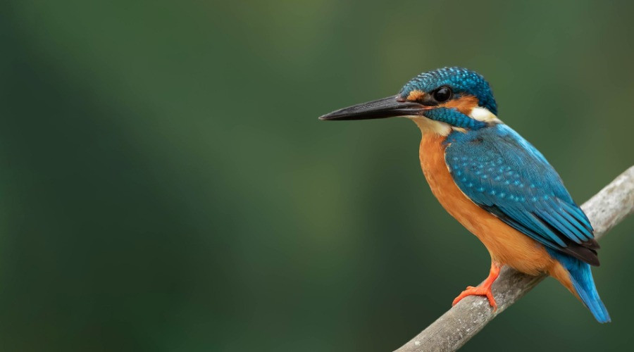 Photographing India's Popular Avians
