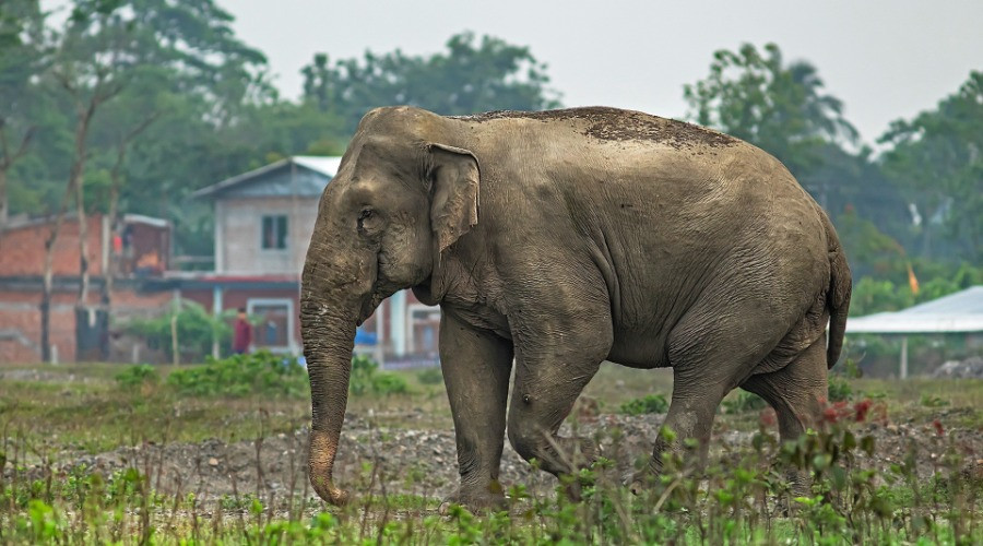 The Solitary Bull Elephants Of North Bengal