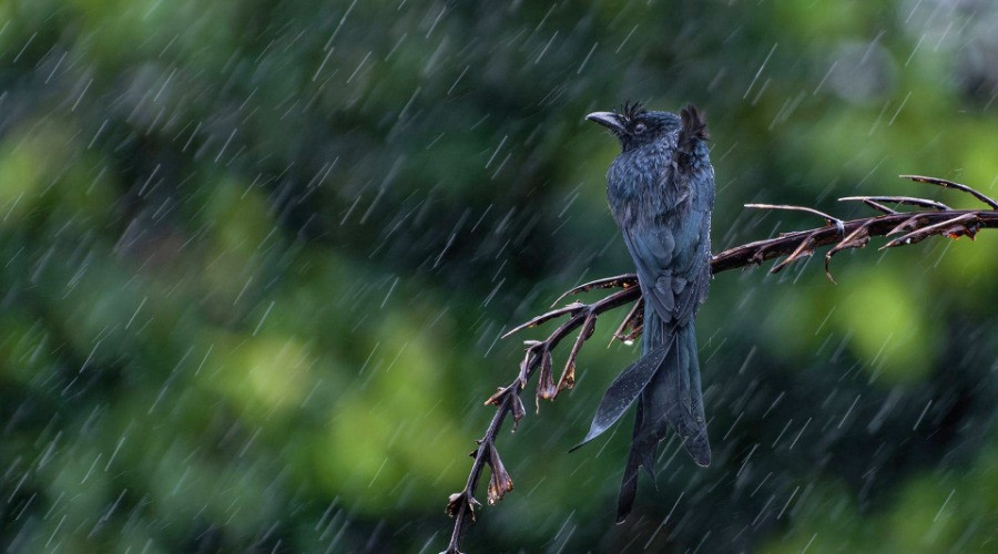 A Primer On The Drongos Of India