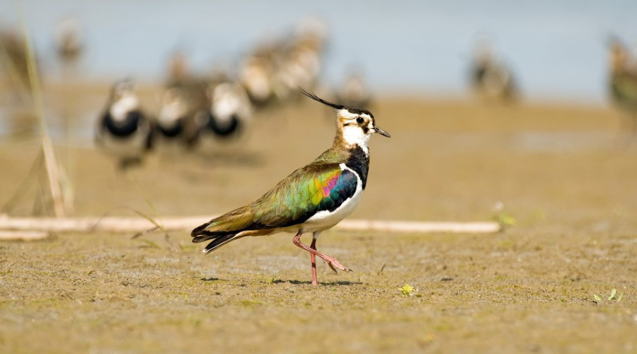 The Lapwings Of India