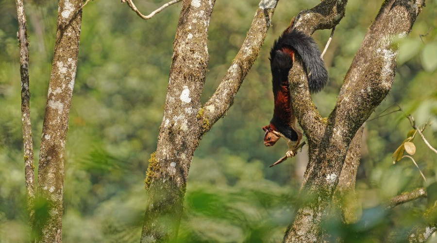 The Giants Of The Treetops