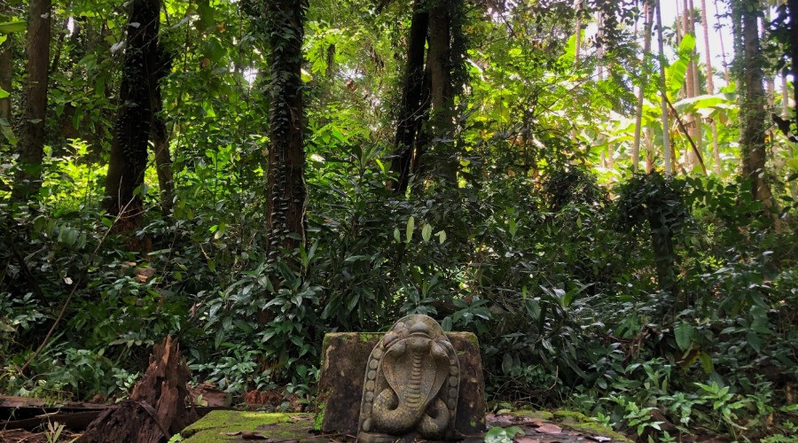 The Untouched Forests of Serpent Worship