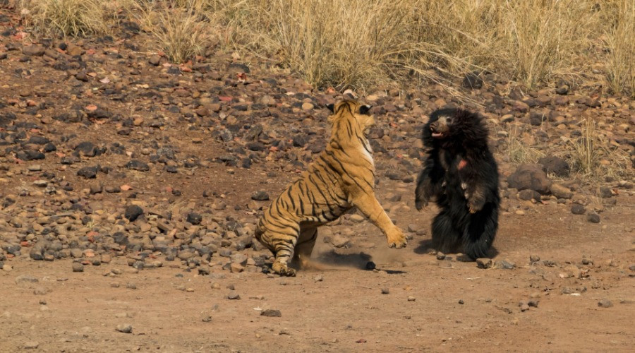 Battle Of Behemoths: Sloth Bear Vs Tiger