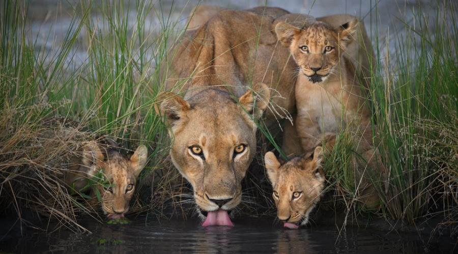 Meet The New Big 5 Of Wildlife Photography