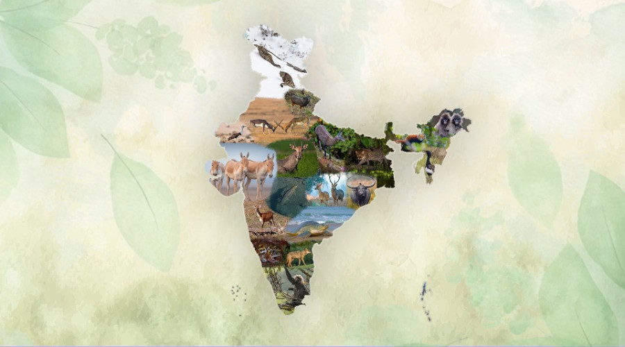 Iconic Species From Every State & Union Territory Of India