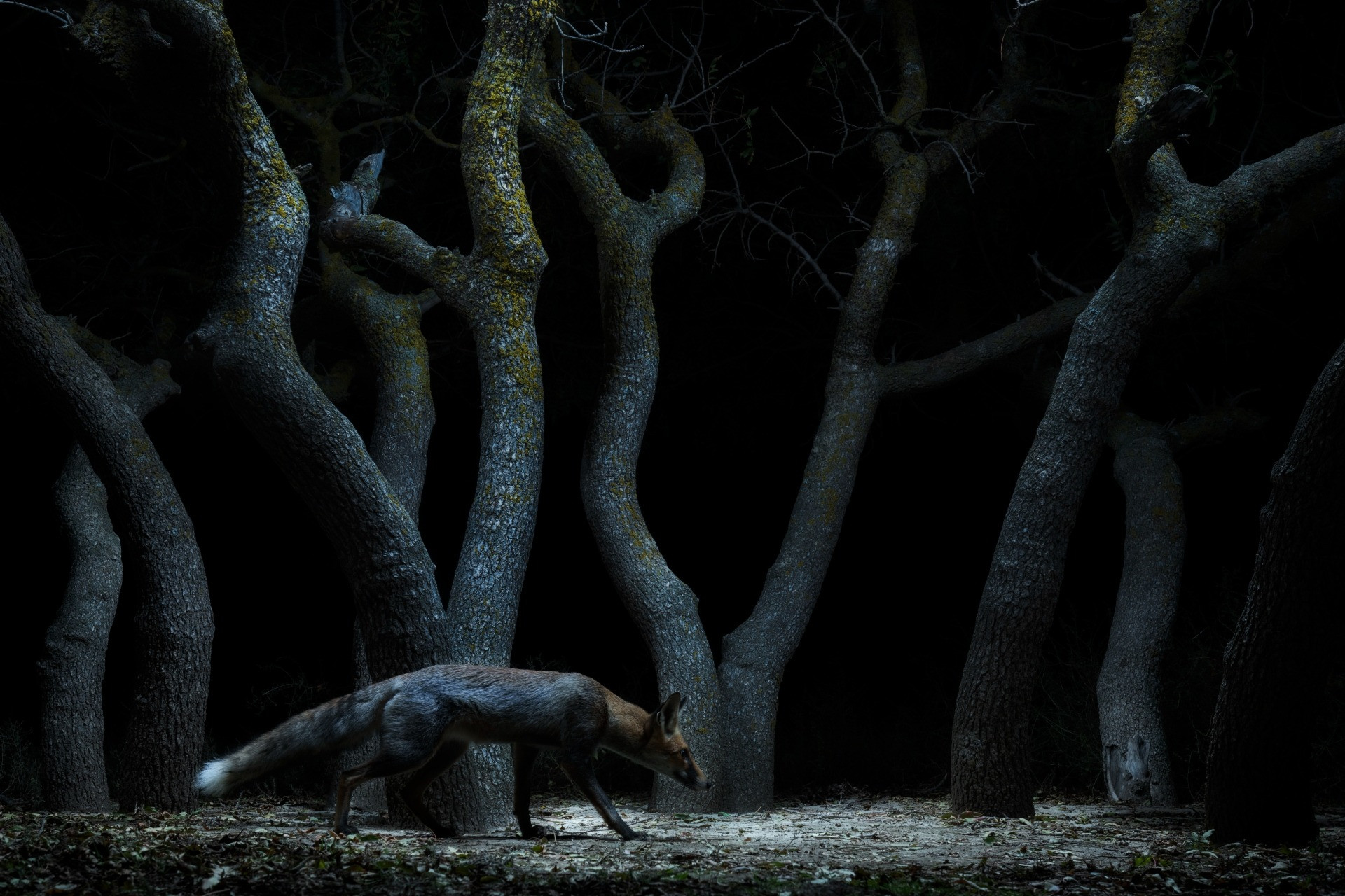 Thief in the Spotlight