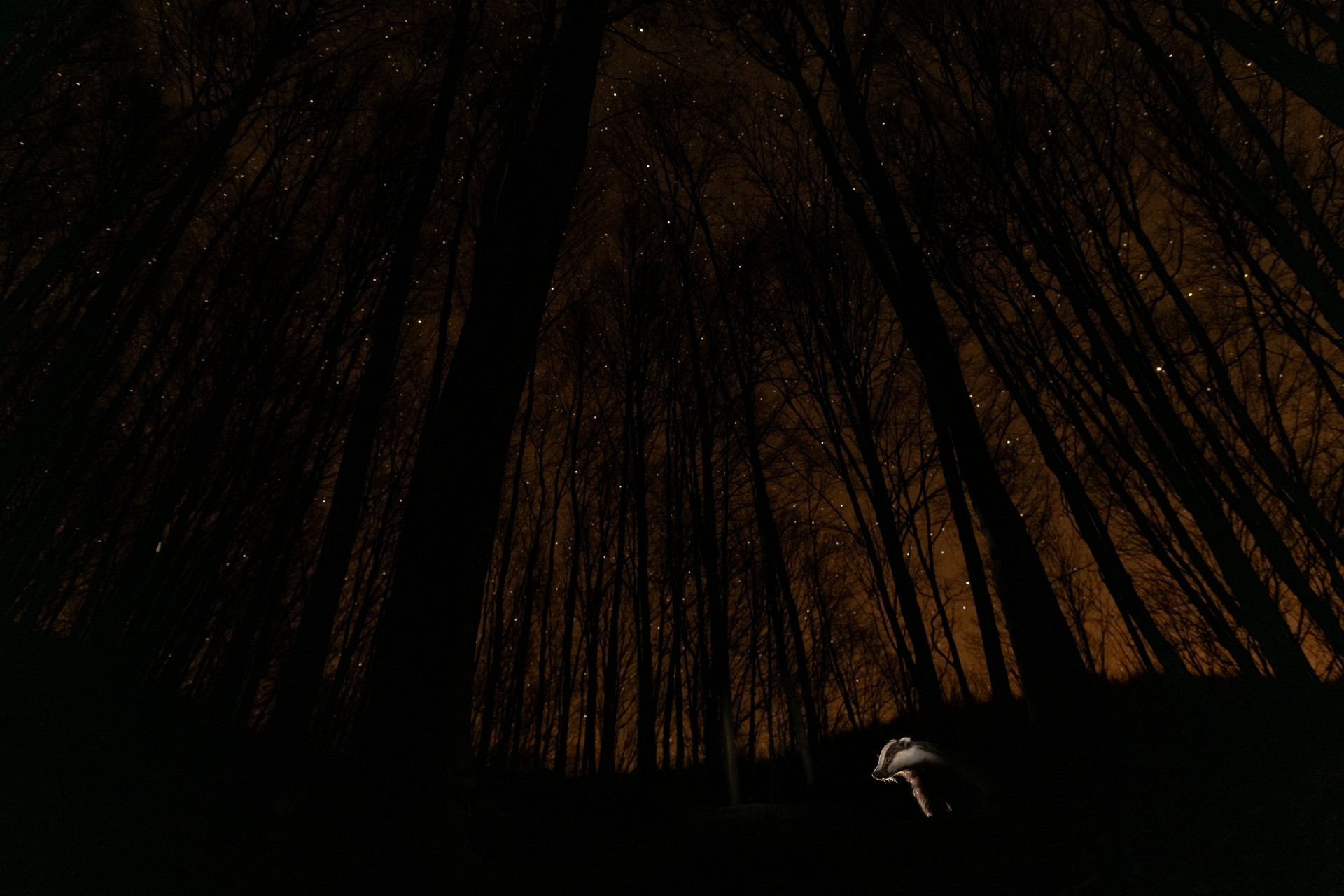 The Night of the Badger