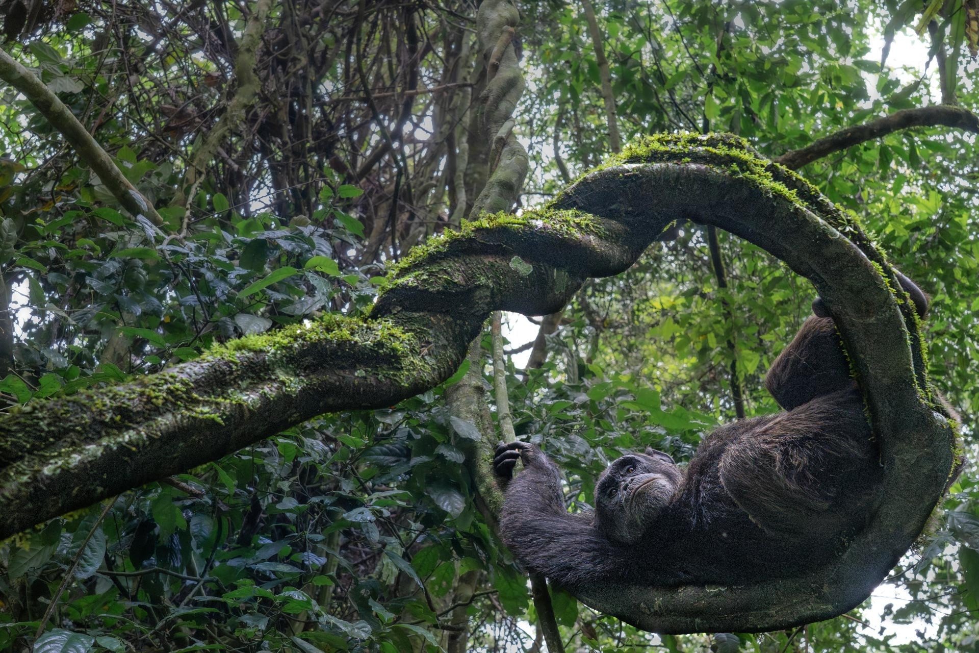 The Canopy Watcher