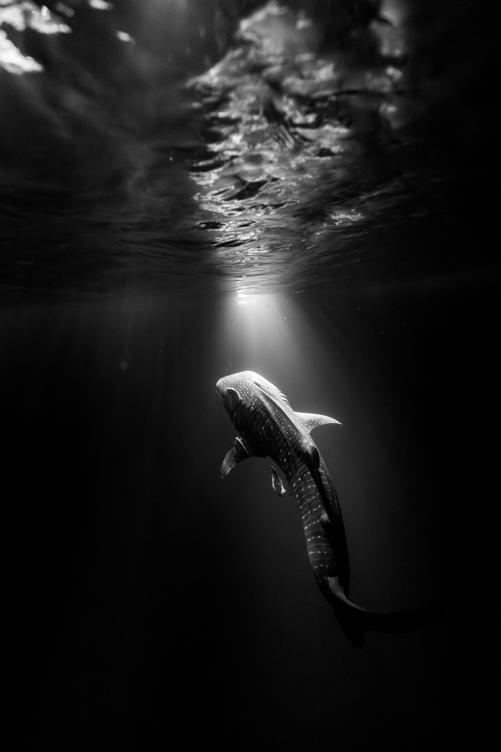 Stars Beneath the Waves
