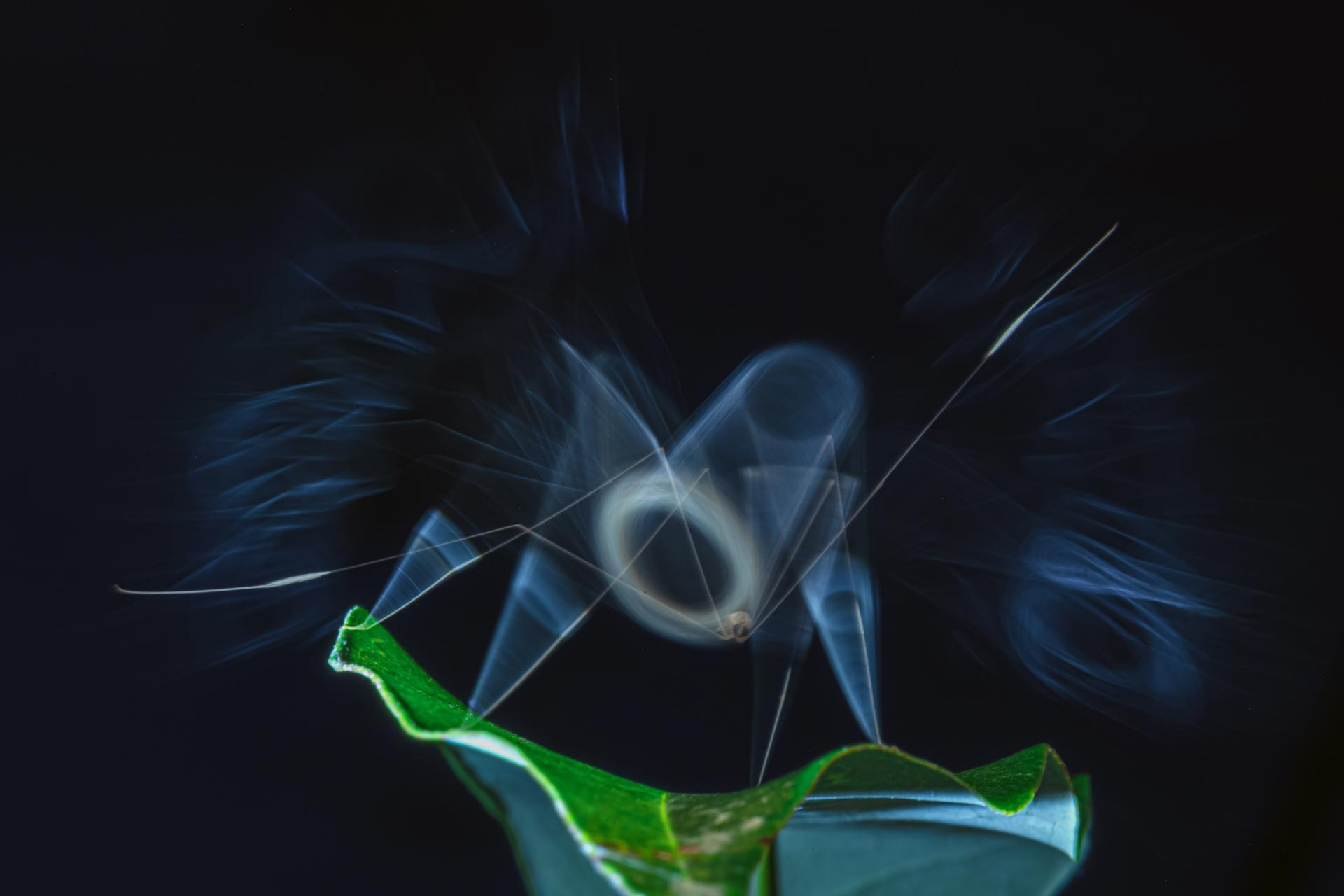 Blue Aura