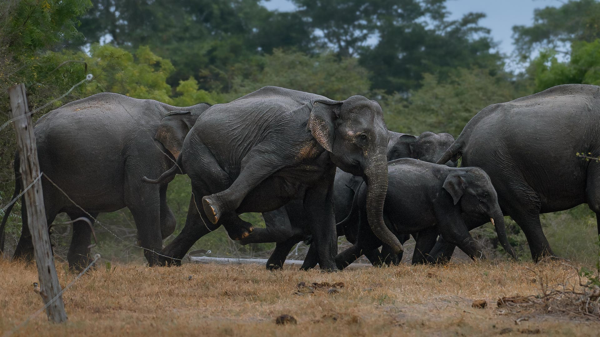 Race to the Forest