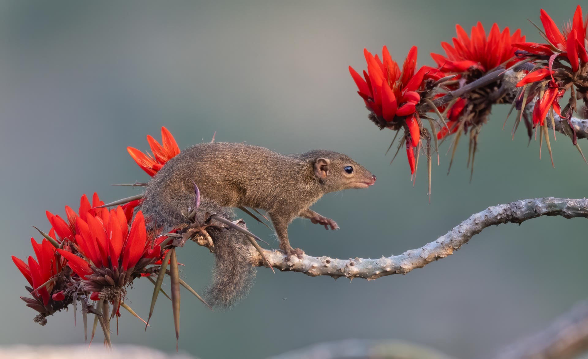 The Pollinating Predator